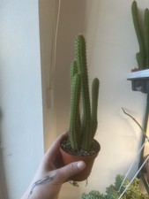 cleistocactus sameipatanis