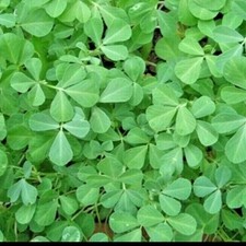 250 FENUGREEK SEEDS / METHI