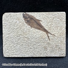 Knightia alta fish fossil -