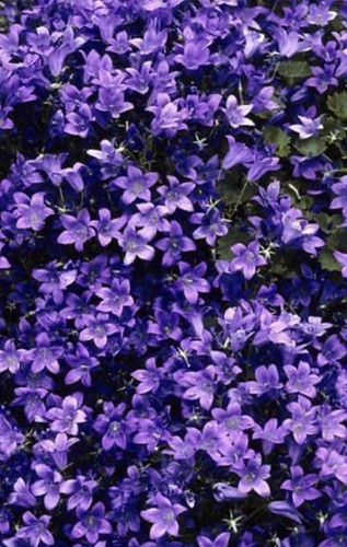Campanula portenschlagiana