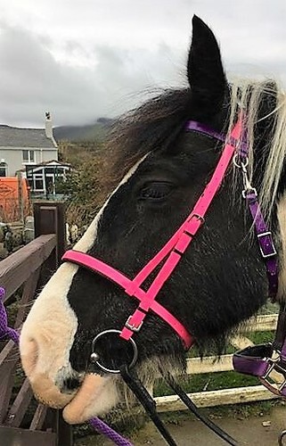 Perfeq neon pink - neon, and
