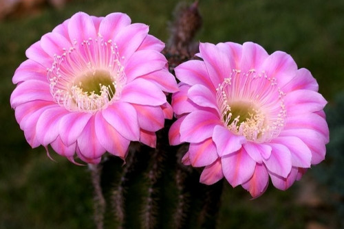 One only large flowered - only!,