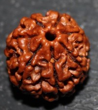 NEPALESE SEVEN 7 SAATH MUKHI FACET RUDRAKSHA RUDRAKSH HINDU POOJA PRAYER  YOGA