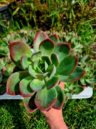 Echeveria luella pink - echeveria, |