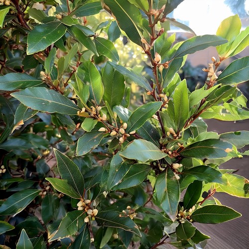 Bay tree laurus nobilis - bay,