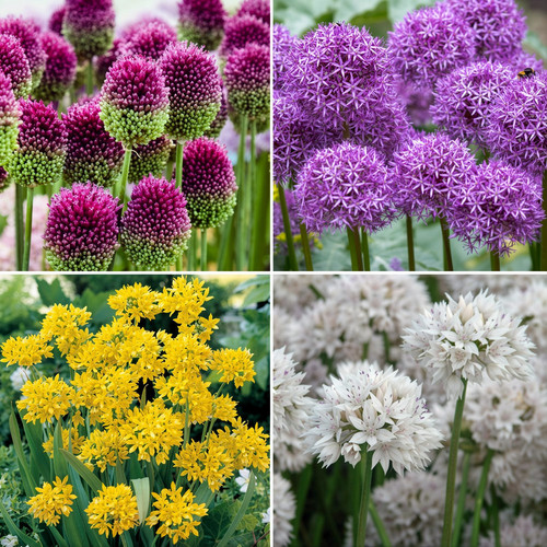 Allium 100 bulb collection - 100,