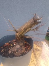 English Elm Bonsai Tree