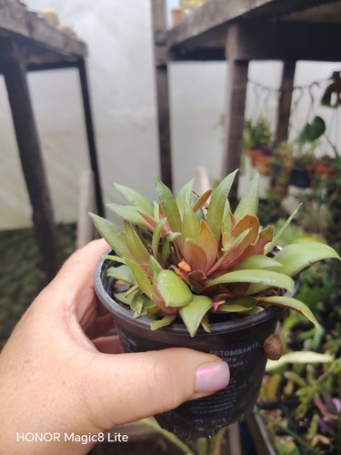 Crassula orbicularis plant