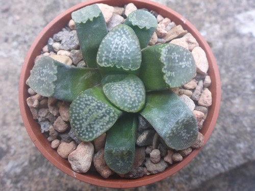 Haworthia groenewaldii - , –