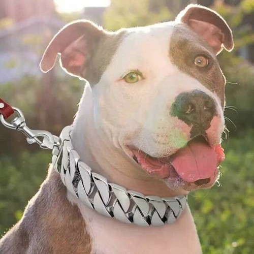 Heavy duty dog chain - dog,