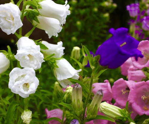 Canterbury bells mix 2100x - mix,