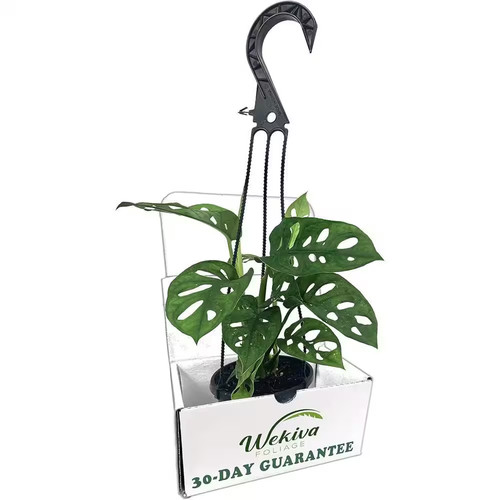 Monstera swiss cheese plant - swiss,