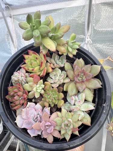 Succulent plant mix potted - 15,