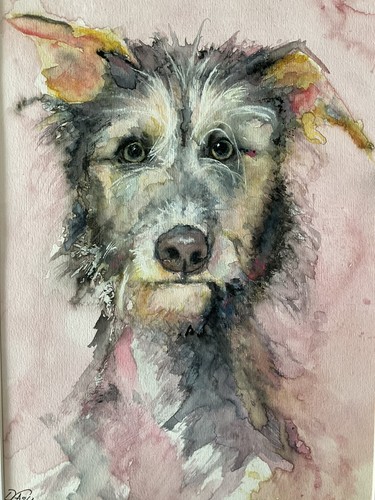 Irish wolfhound dog - wolfhound,