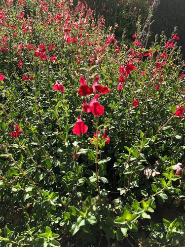 Organic live usa red autumn - live,