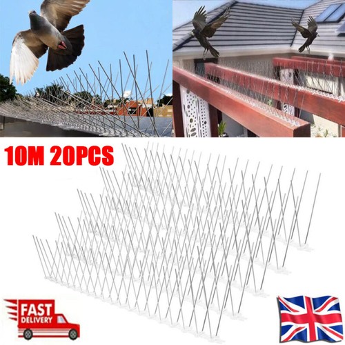 20x pigeon bird - pigeon,