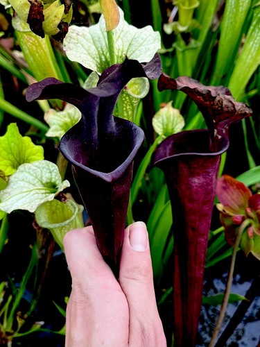 Sarracenia moorei hb34 - moorei,