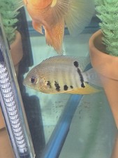 Pack Of 2 Red Shoulder Severum