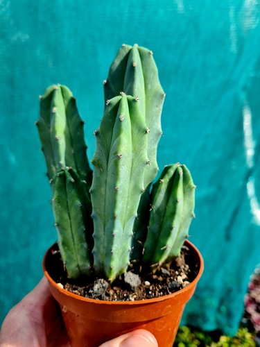 Clearance myrtillocactus - clearance:,