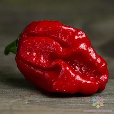 25+ Trinidad Moruga Scorpion