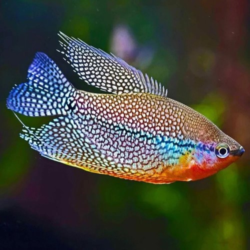 Pearl gourami live freshwater - pearl,