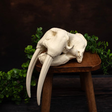Walrus Skull Replica with