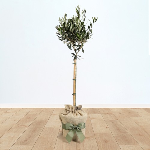 Olive tree std - olive,