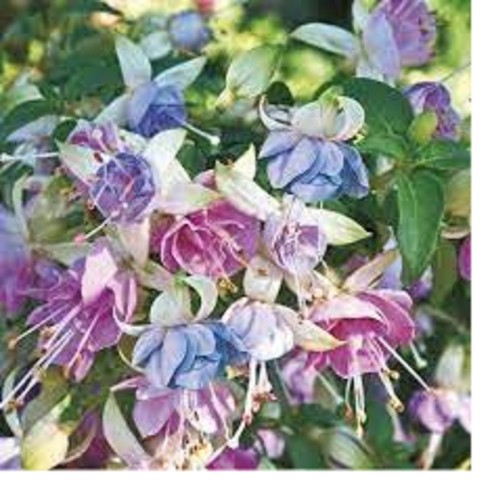 Fuchsia moody blues - x,