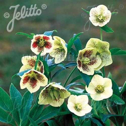 Hellebore yellow lady - hellebore, 3