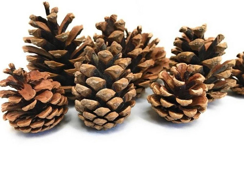 Christmas austriaca pine cones - pine,