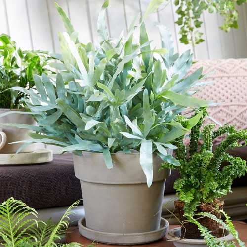 Potted phlebodium blue star - potted,