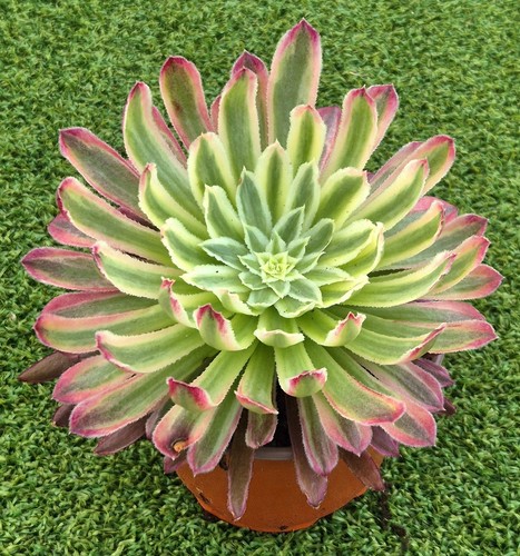 Aeonium chrysanthemum new - aeonium,