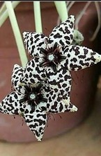 Orbea Albocastanea (White), no