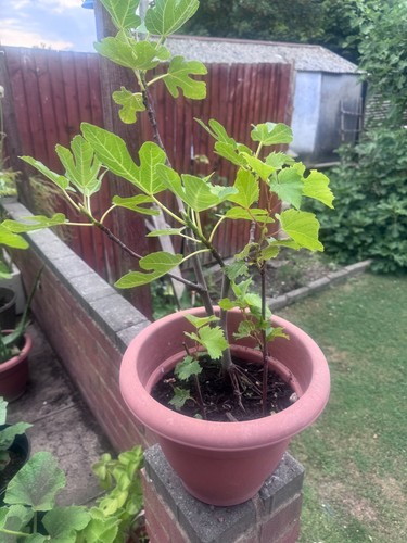 Ficus carica brown turkey - ficus,