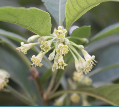 Iochroma arborescens thrush - iochroma, arborescens,