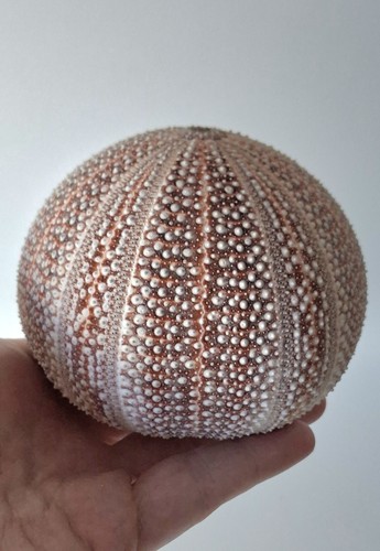 Large sea urchin shell 440 - urchin, shell.