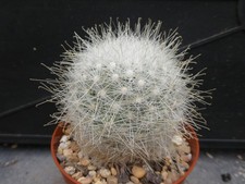 MAMMILLARIA SENILIS v