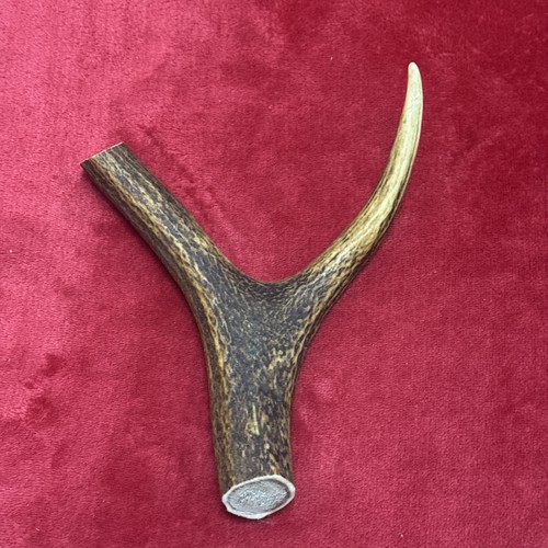 One piece deer antler y - antler,,