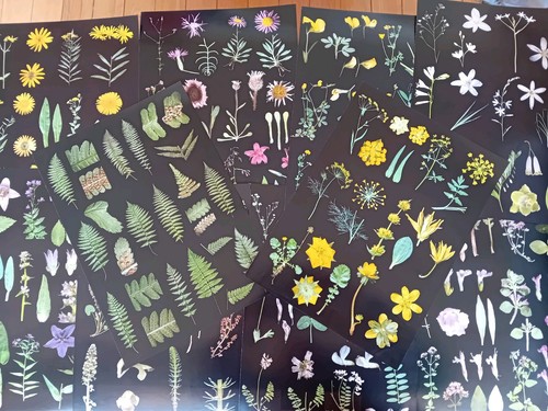 Vintage botanical pages - vintage,