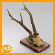 Roe Deer Antlers Horns Wall