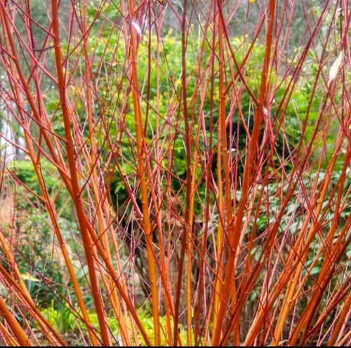 Willow cuttings - 10, x