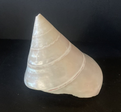 Trochas sea snail shell - sea,