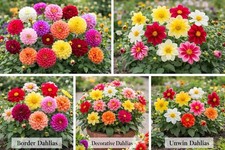 20 x Dahlia Mixed Tubers - A