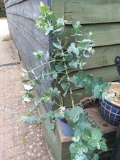 XLg 2-3ft Evergreen Scented