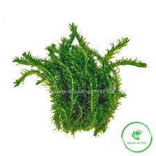 20 Single Egeria densa (Sealed Water Pest)