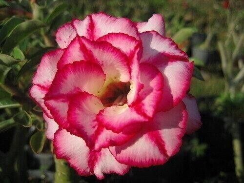 Adenium obesum aura seeds - aura,