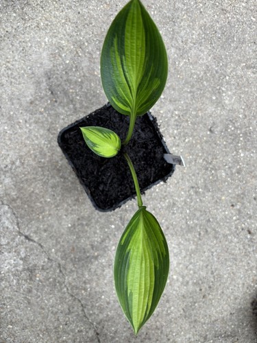 Hosta ayesha medium - hosta, 'ayesha'