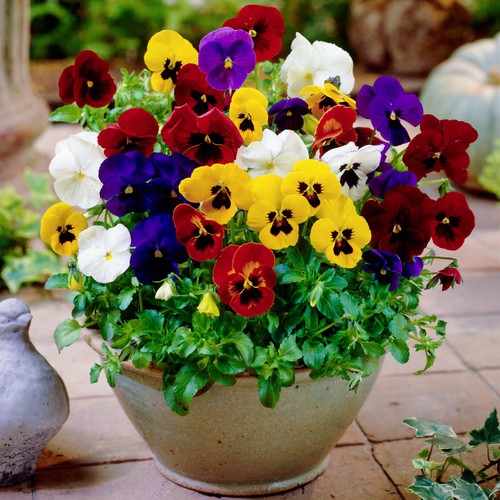 Winter flowering viola - viola, in