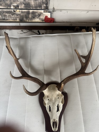 Wild fallow deer - deer, antlers