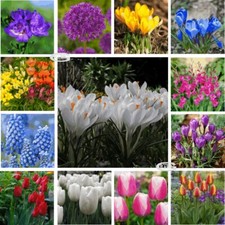 English Garden Flowers Mixed Bulbs Spring/Summer Plants Tulip Crocus ⭐️⭐️⭐️⭐️⭐️